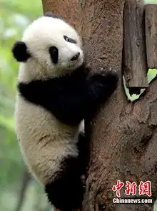 到成都看大熊猫卖萌它们的冬日生活