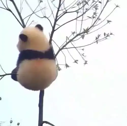 每次都会被熊猫的小背影萌到一口老血,顶不住啊顶不住