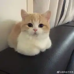 主人要给自己录视频,但猫咪有自己的想法