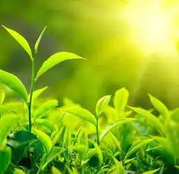 玫瑰花茶可诱发贫血你喝对了吗
