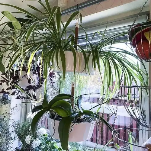 家里的窗台养成了盆栽森林,十多盆绿植都长得特别好