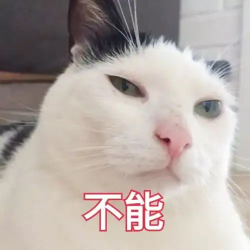 壁纸头像超可爱搞笑猫咪表情包