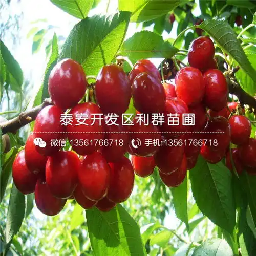 批发朱砂红樱桃苗批发朱砂红樱桃苗价格及报价-黄页88网