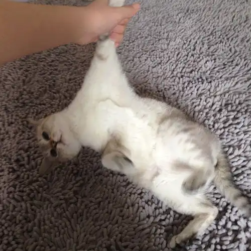后续,我家猫吃皇家拉屎很臭,换了猫粮猫沙好很多