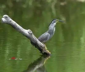 绿鹭吞食大青蛙
