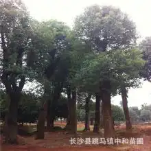 黄页88网