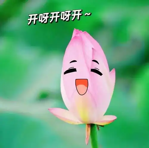 荷花开啦赏荷去