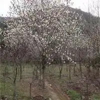 花卉,绿化苗木,盆景浙江奉化市溪口诚旭花木场产品供应第17页