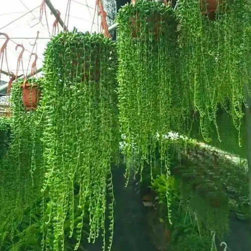 别傻傻的买绿萝真正对身体有益的是这些盆栽,不仅驱蚊还吸甲醛