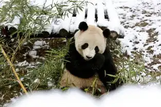 熊猫卖萌的雪地生活