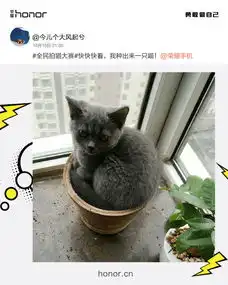 荣耀9猫咪出道大会,全世界的铲屎官都来参赛了