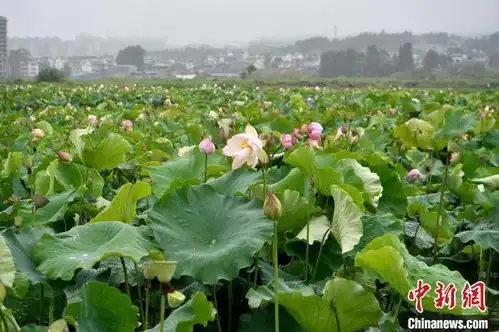 云南腾冲荷花雨中盛开游客欣赏大珠小珠落玉盘