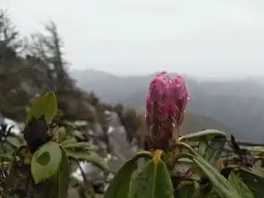 山顶云雪相融,山下麦黄桃红,太白山又下雪了