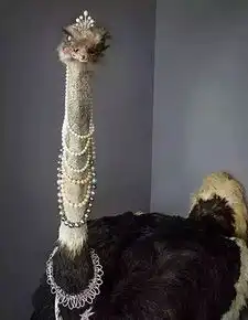 动物也戴珠宝,你见过吗