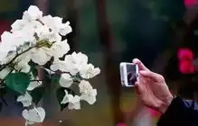 江西风景独好2019亚洲三角梅花卉空降南昌,花博园5月1日开幕