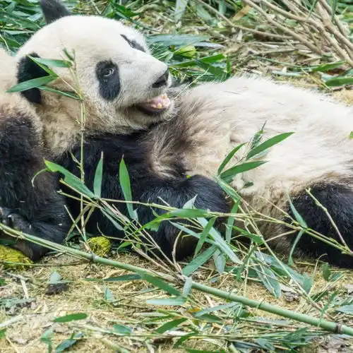 邮轮剧本杀走红,飞猪黑珍猪榜单是什么