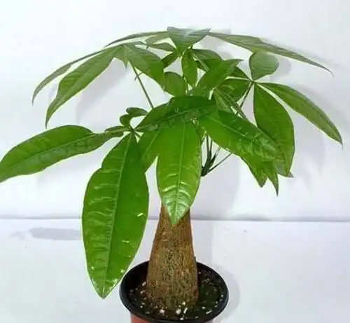 发财树在家这样摆,才能招财,有钱人都这样摆