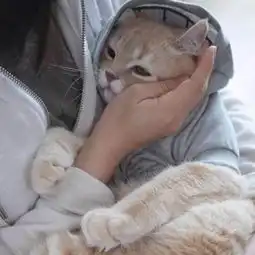 七台河仓鼠领养