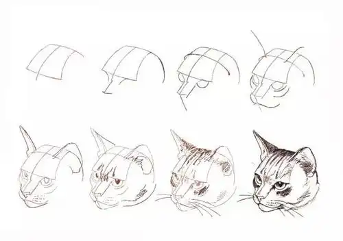 50个猫的画法,人人都能学会的简笔画