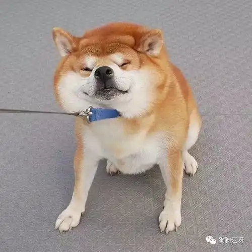 拥有超治愈笑容的日本柴柴,我的狗年头像有着落了
