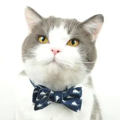 可爱的猫咪头像最新可爱猫咪头像高清