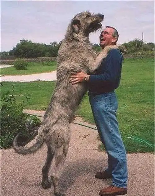 温柔的大个子爱尔兰猎狼犬