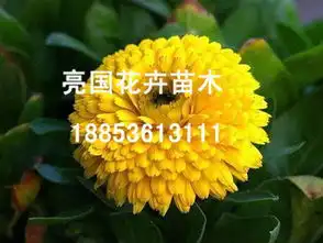 亮国花卉苗木划算的草花供应,青州孔雀草供货商
