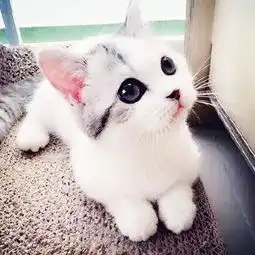 这样的小猫请不要养否则会害了自己,看完这3点,你就懂了