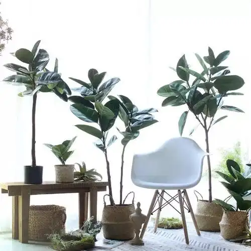 家有这些绿植,快速打造北欧风家居