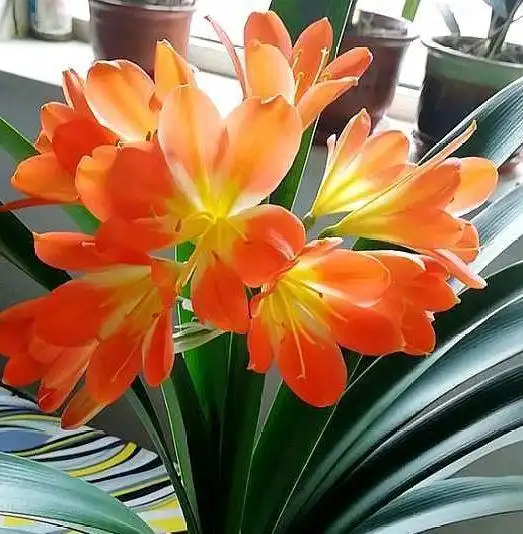 夏天养花,不妨养这四款花,花姿妖娆,花开香飘溢满屋