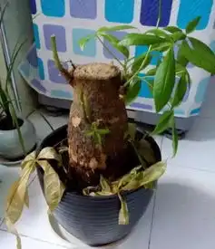 发财树如何安全越冬,掌握5点就能保持叶子青翠