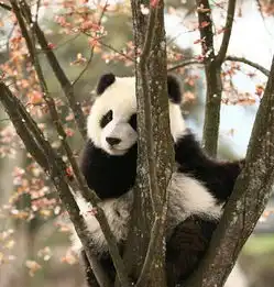 你有哪些收藏来反复看的大熊猫giantpanda的图片