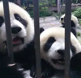 竟然真有人和大熊猫打架了,只想知道这人还好吗