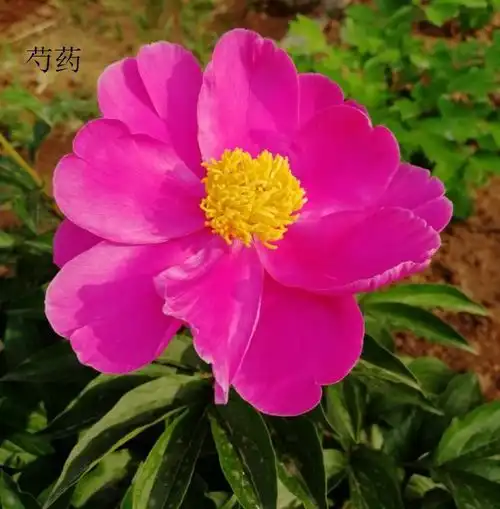 牡丹和芍药不能分开种,原因很充分,分开种就亏大了