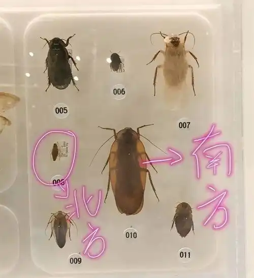 北方有没有蟑螂吗如此讨厌的蟑螂如果灭绝了地球生态会怎么样