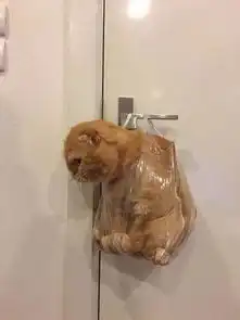 猫上厕所其实没什么特别的,但就是忍不住的想偷看...