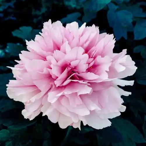 牡丹花高清摄影素材摄影图