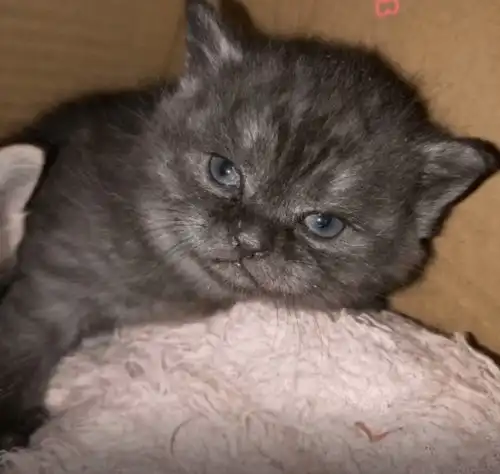 蓝猫祸祸了橘猫,看到小猫后,不得不佩服田园猫的基因强大