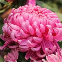 清净高洁空间唯美菊花qq头像花的图片大全