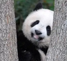 易车