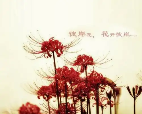 彼岸花不适宜种在家中是因为彼岸花的花语吗