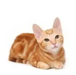 当初劝你别养橘猫,非不听这下炕塌了吧