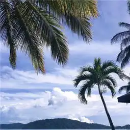 树枝树梢的风景小清新头像