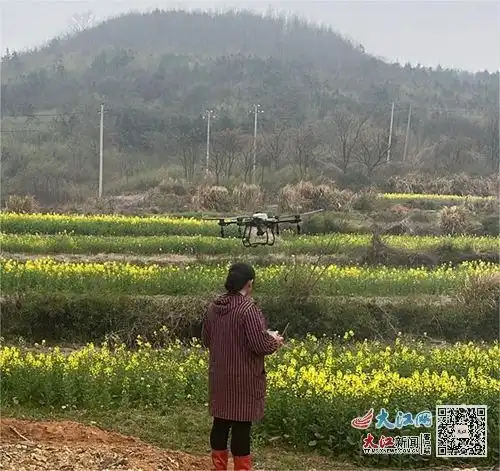 彭泽县浪溪镇冬种油菜尽开放丰收在望前景好组图