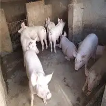今日猪价图片