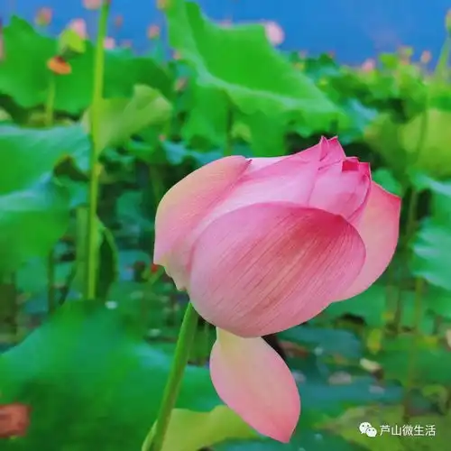 荷你相遇,芦山今夏的第一波荷花开了周末走起