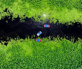 航拍沈阳东湖荷花盛开