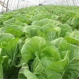 99号蔬菜加盟费多少钱费用赚钱吗开店多少钱