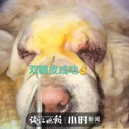 给自家猫狗办美容卡花6000元做双眼皮手术杭州宠物医生说出真相