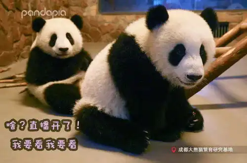 我们是光荣的劳模熊